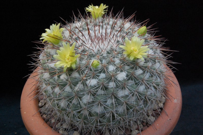 Mammillaria cobrensis ROG 642