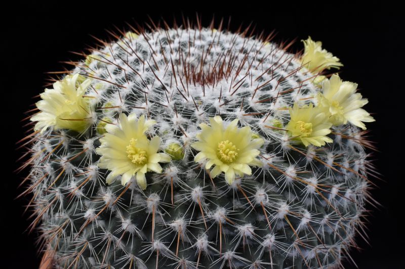 Mammillaria cobrensis ROG 642
