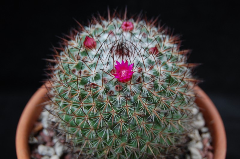 Mammillaria hoffmanniana 