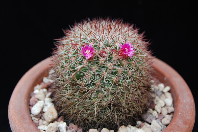 Mammillaria silvatica REP 1603