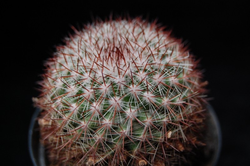 Mammillaria silvatica REP 1603