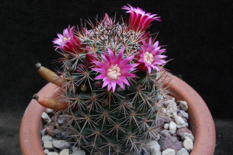 Mammillaria virginis FO 63