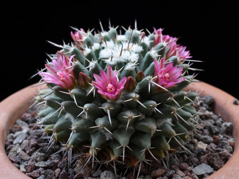 Mammillaria rioverdense REP 1123