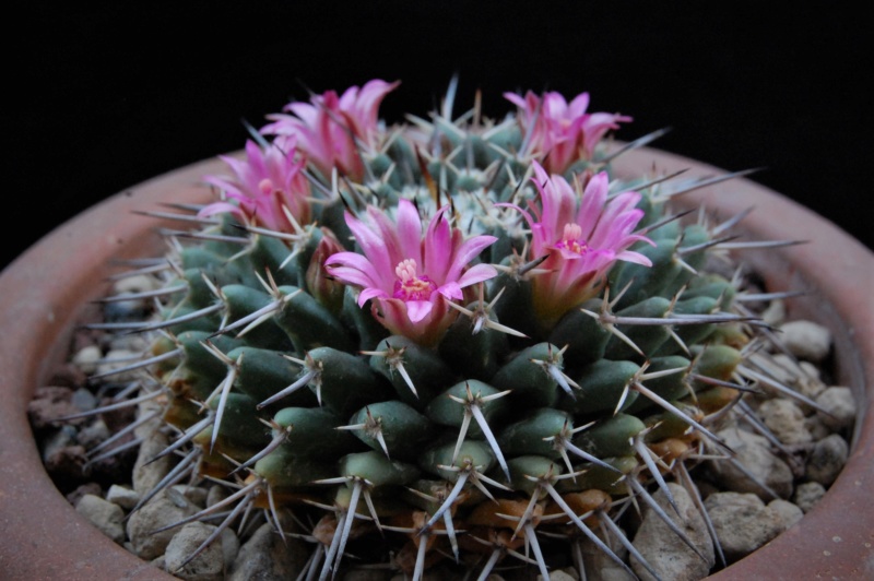 Mammillaria rioverdense REP 1123