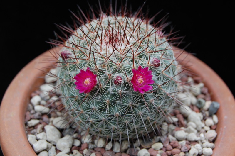 Mammillaria temorisensis ROG 646