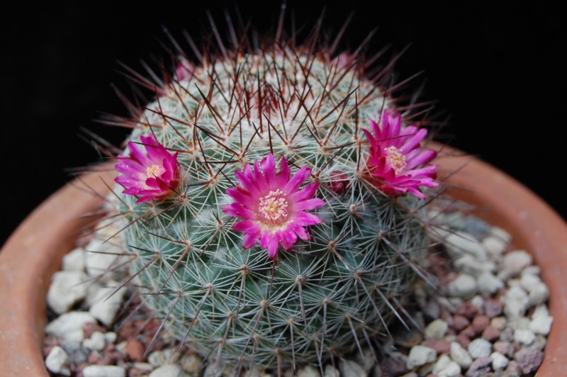 Mammillaria temorisensis ROG 646