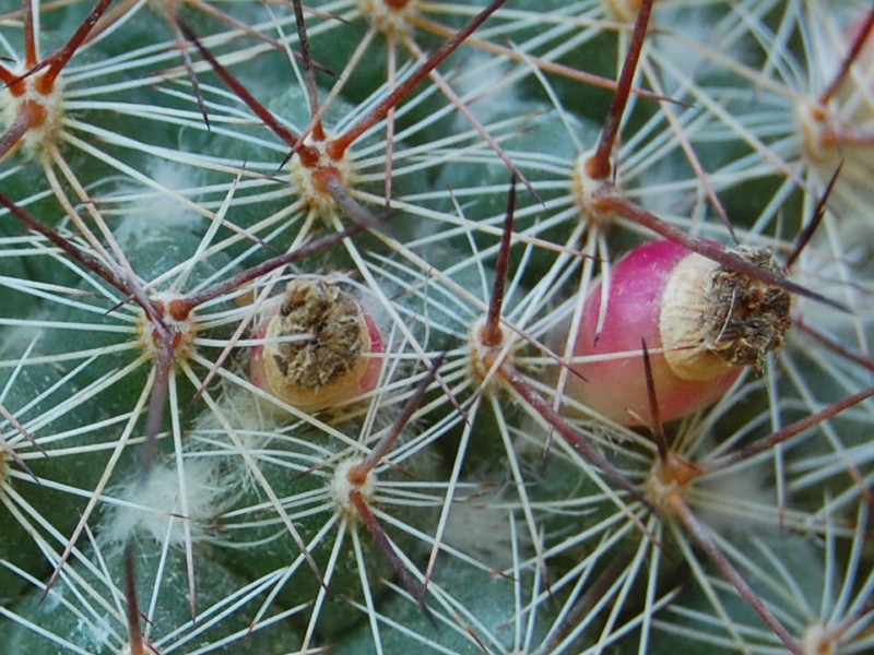 Mammillaria temorisensis ROG 646