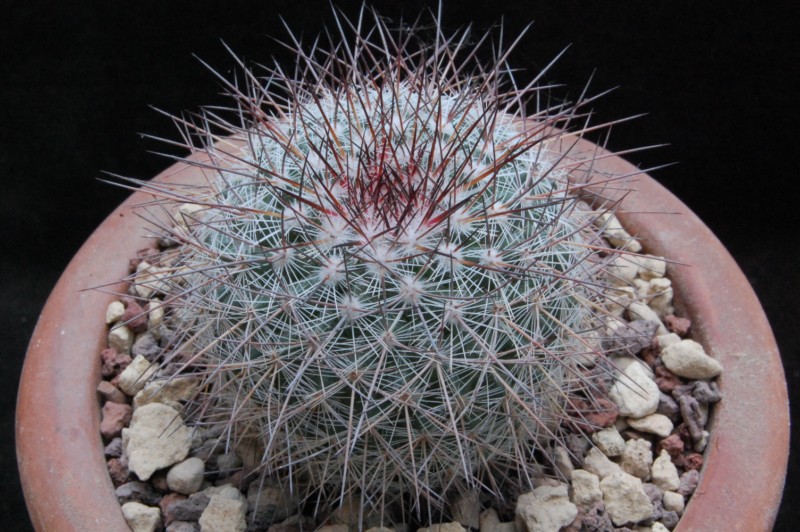 Mammillaria cobrensis ROG 641