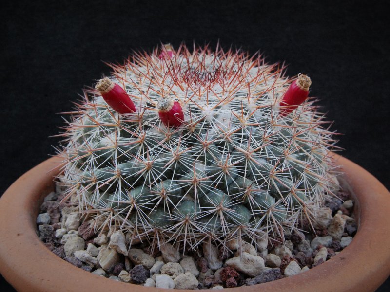 Mammillaria floresii REP 2107