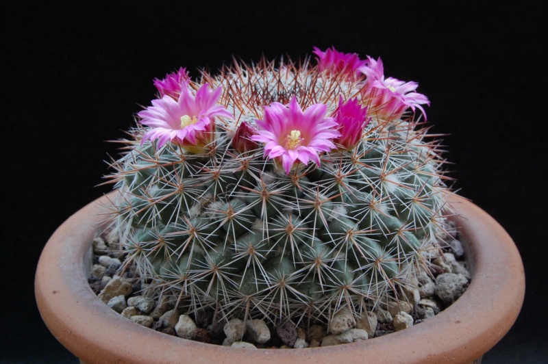 Mammillaria floresii REP 2107