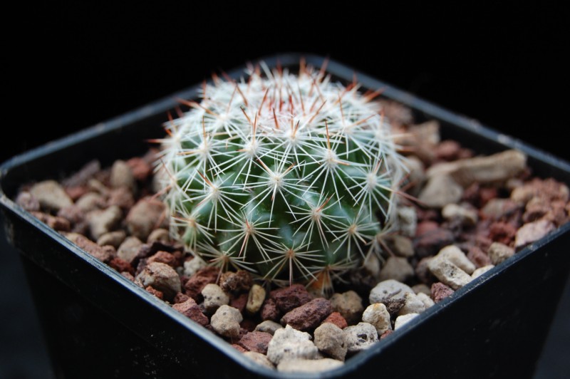 Mammillaria floresii REP 2107