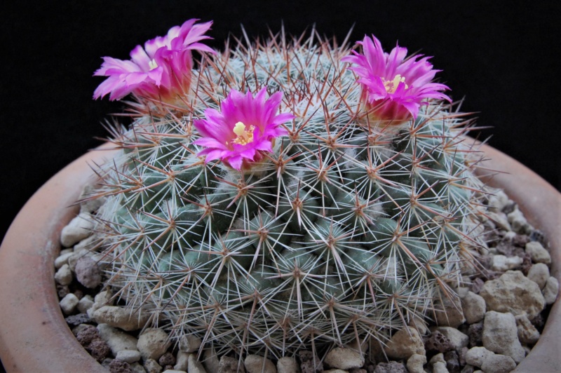 Mammillaria floresii REP 2107