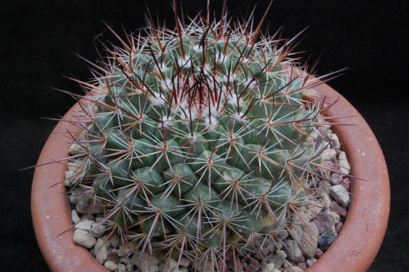 Mammillaria cobrensis f. rubriflora 