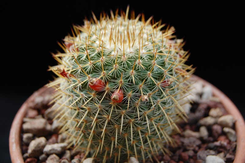 Mammillaria chiapensis 