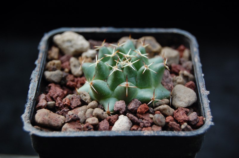 Mammillaria centricirrha RS 1318