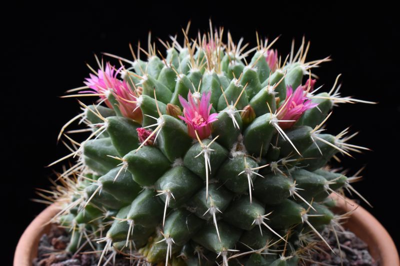 Mammillaria angularis MM 159