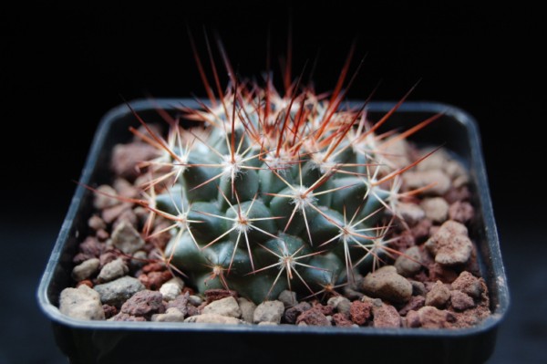 Mammillaria tesopacensis ROG 693