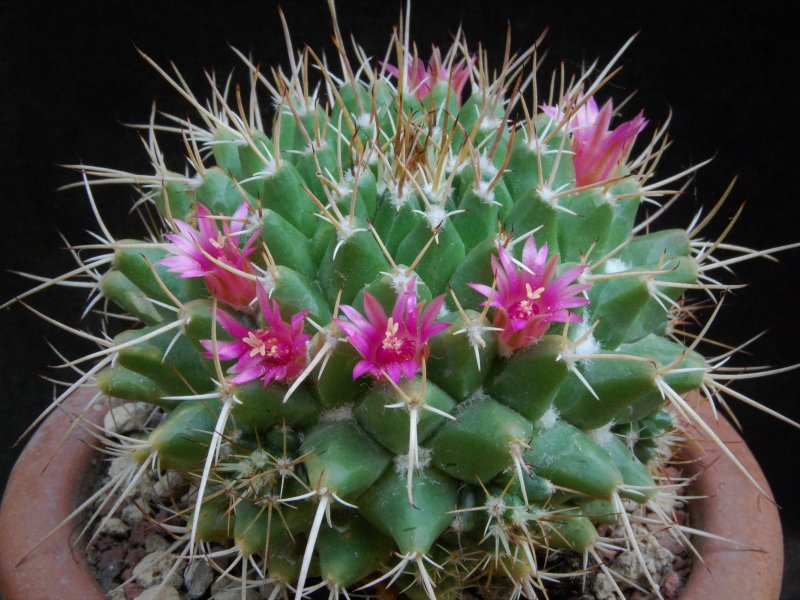 Mammillaria angularis MM 159