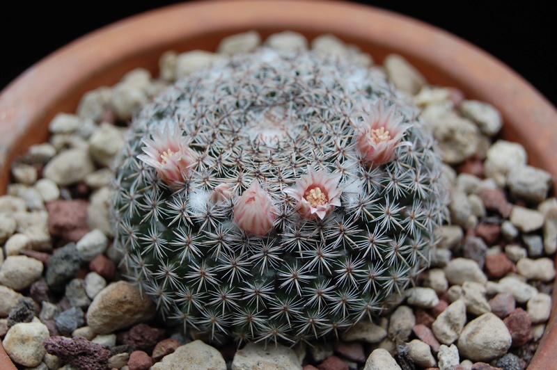 Mammillaria formosa ML 113