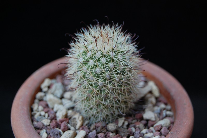 Mammillaria angelensis multilanata 