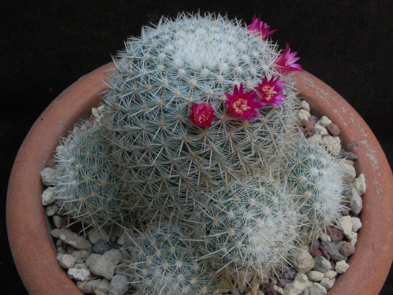 Mammillaria igualensis ROG 291