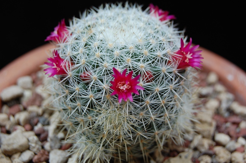 Mammillaria igualensis ROG 291