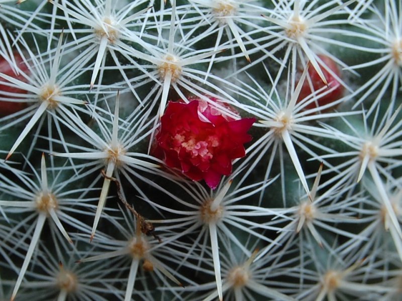 Mammillaria igualensis ROG 291