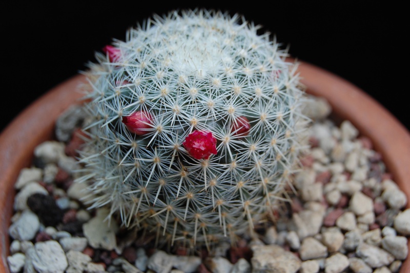 Mammillaria igualensis ROG 291