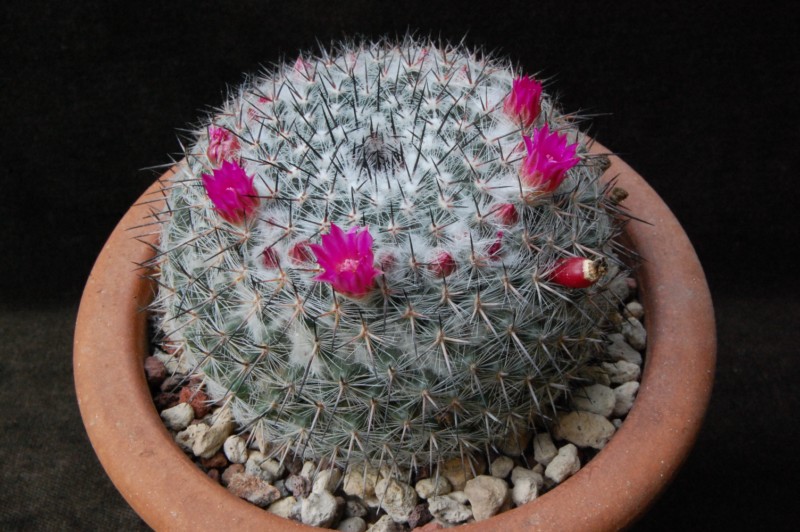 Mammillaria aff. woodsii ROG 578