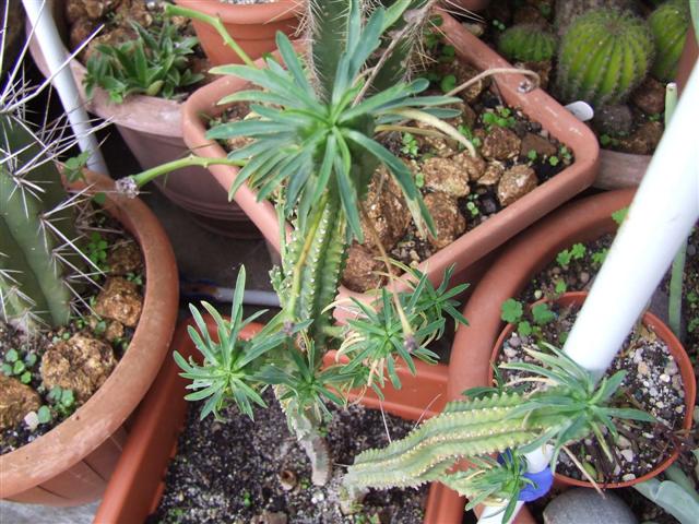 Euphorbia loricata 
