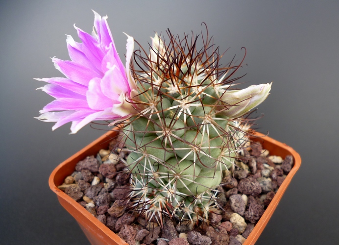 Mammillaria schumannii SB 1260