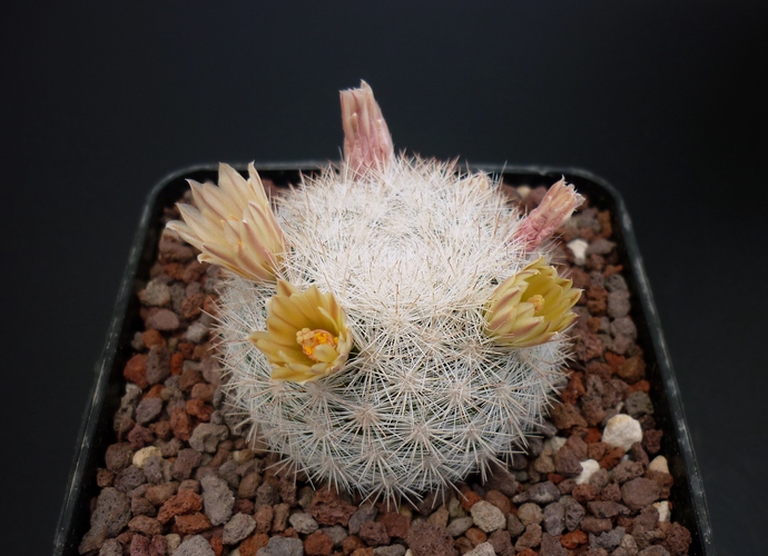 Mammillaria candida 