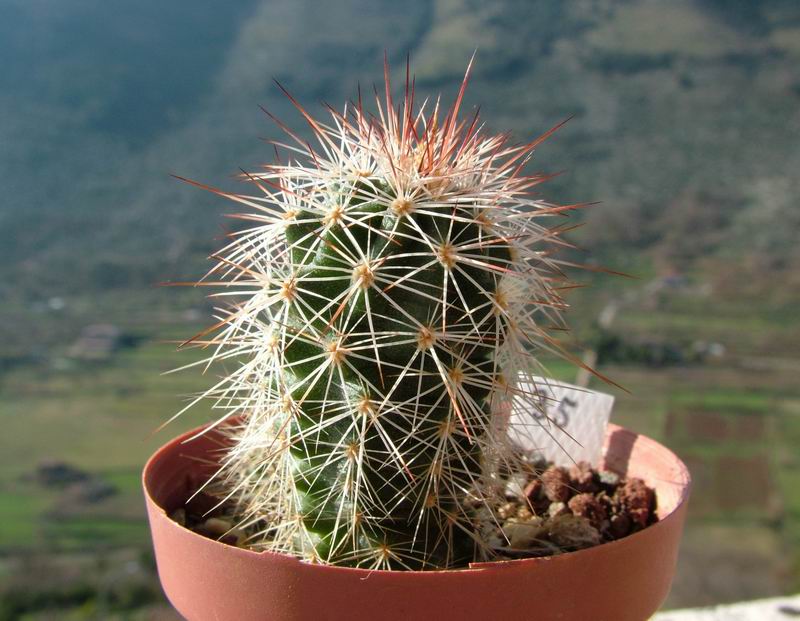 Echinocereus dasyacanthus SB 242