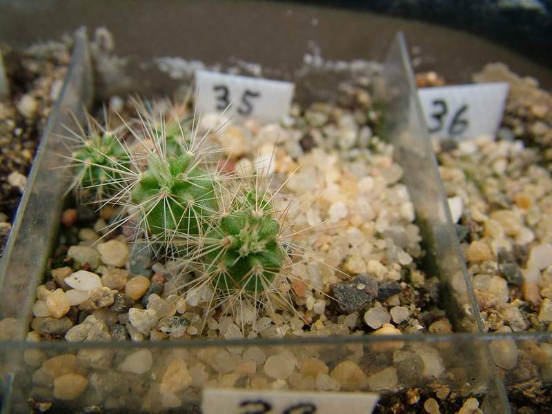 Echinocereus dasyacanthus SB 242