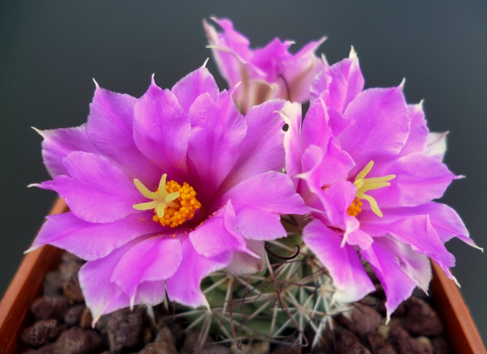 Mammillaria schumannii SB 1260