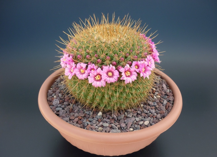 Mammillaria cv. ginsa-maru 