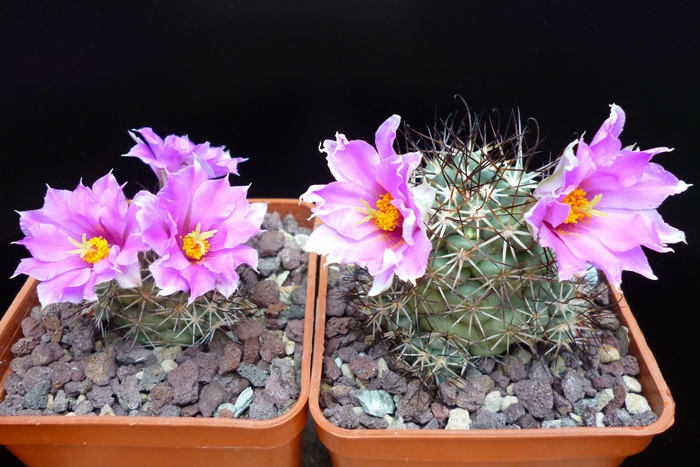 Mammillaria schumannii SB 1260