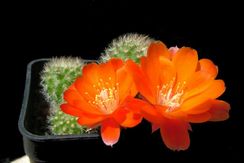 Rebutia vallegrandensis L351