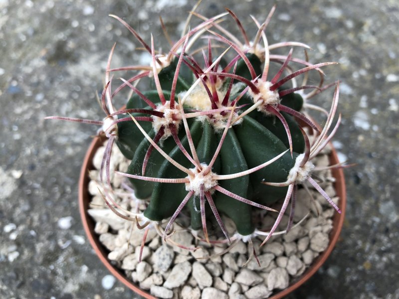 Echinocactus parryi 