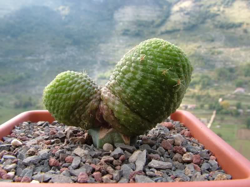 rebutia krainziana cv. inermis