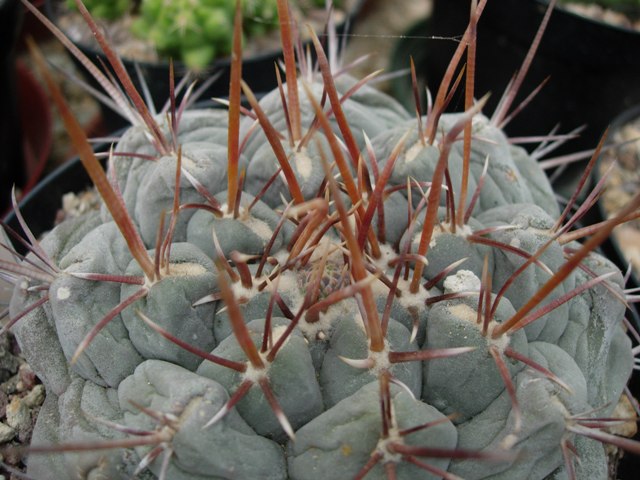 Thelocactus hexaedrophorus v. fossulatus 