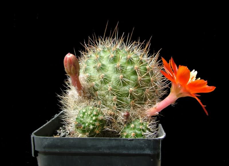 Rebutia albipilosa FR754