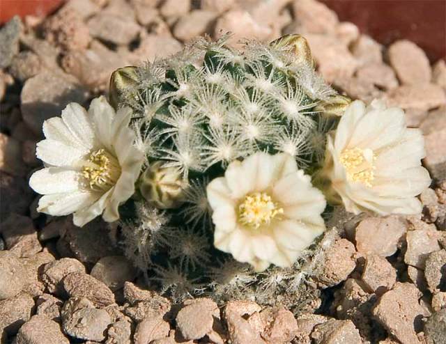 Mammillaria roemeri 