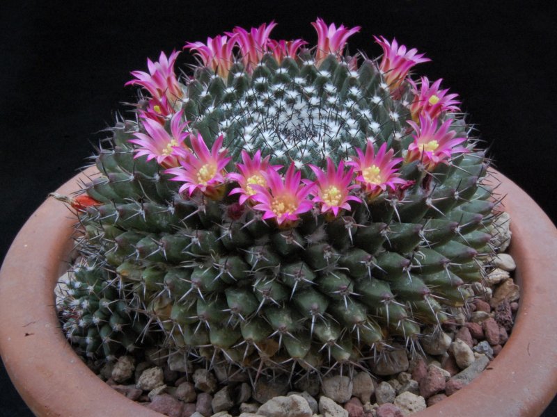 Mammillaria yoloxis ML 359