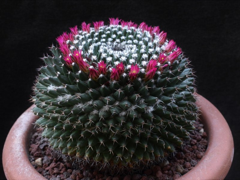 Mammillaria yoloxis ML 359