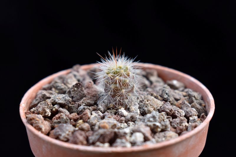 Mammillaria rossiana 