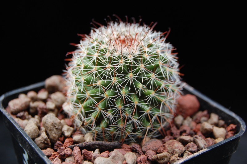 Mammillaria isotensis 