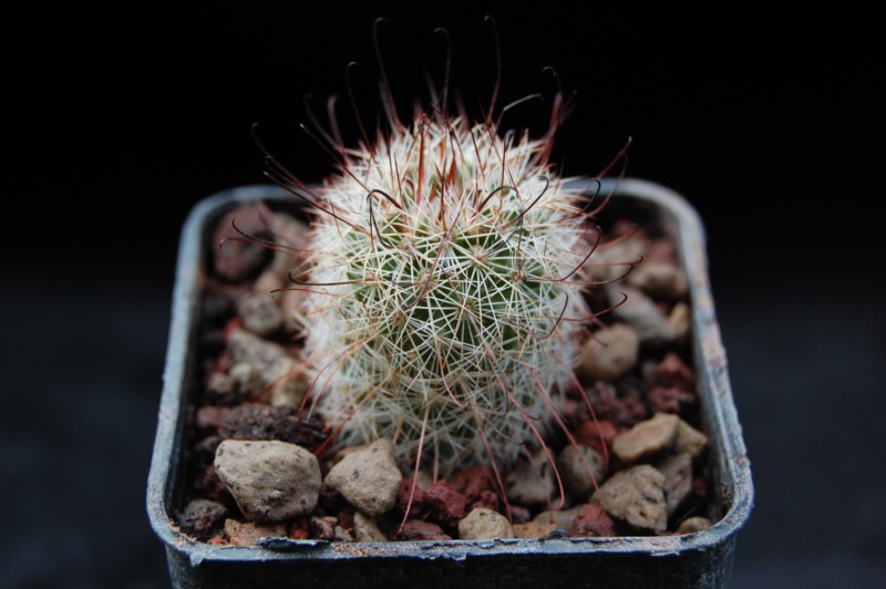 Mammillaria estebanensis 