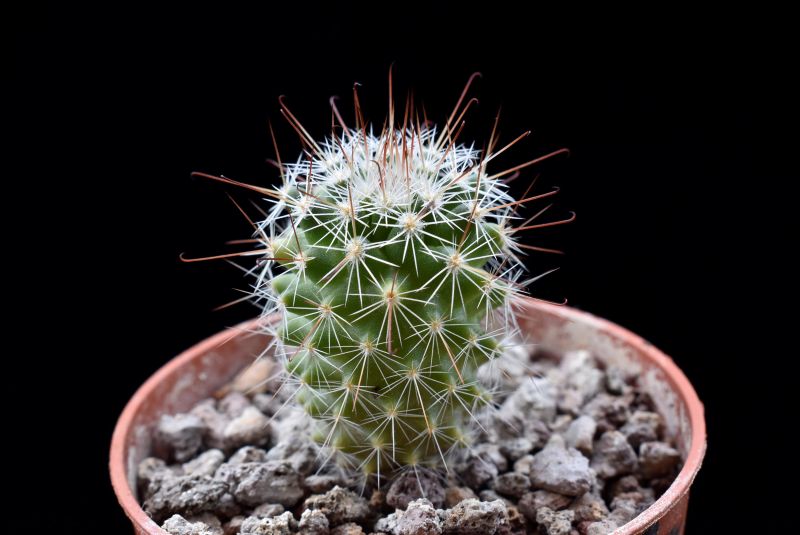 Mammillaria rossiana 
