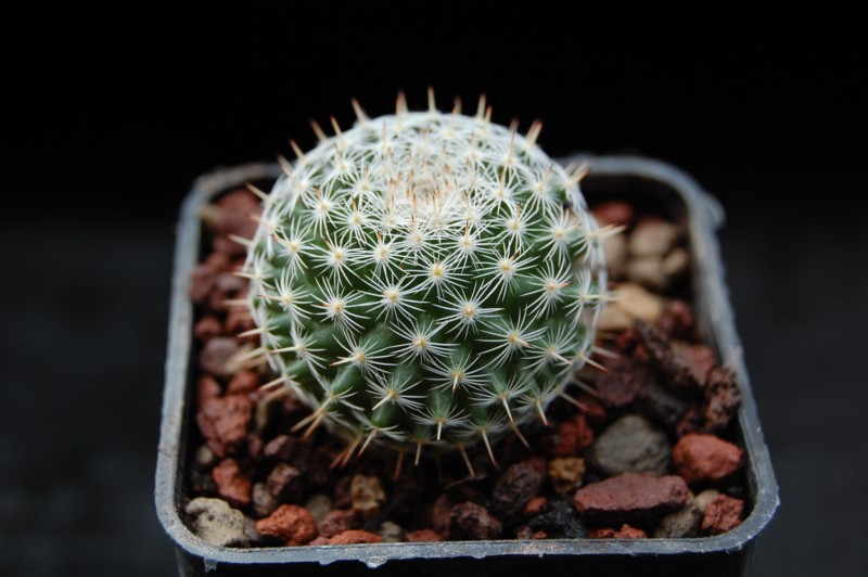 Mammillaria perbella REP 1130